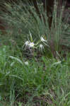 Spring spiderlily